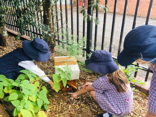 St Joseph's Oatley Students in front of the Bee HiveSt Joseph's Oatley Students in front of the Bee Hive